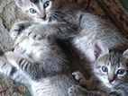 kitten for a kind home