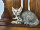 Kitten for A Kind Home