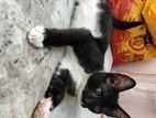 Kitten For A Kind Home