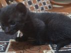 Kitten for a Kind Home