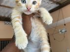Kitten for A Kind Home