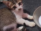 Kitten for A Kind Home