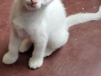 Kitten for A Kind Home