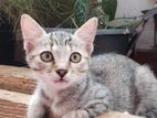 Kitten for A Kind Home