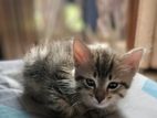 Kitten for a loving home