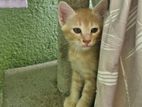 Kitten for Kind Home