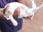 Kitten for Kind Home