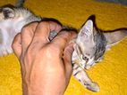 Kitten For Adoption
