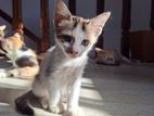 Kitten for Kind Home