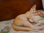 Kitten for Adoption