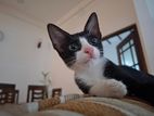 Kitten For Adoption