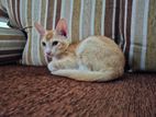 Kitten for Kind Hoome