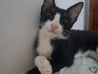 Kitten for Kind Hoome