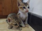 kitten for free