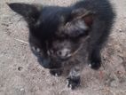 Kitten For