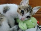 Kitten for Kind Home