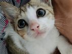Kitten for Kind Home
