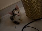 Kitten for Home