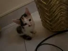 Kitten for Home