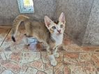 Kitten for Kind Home