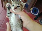 Kitten for Kind home (Cats- Male)