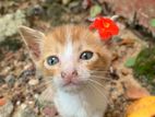 Kitten for Kind Home