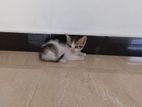 Kitten for Kind Home