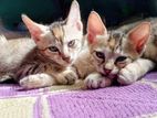 Kitten for Kind Home