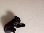 Kitten for Kind Home