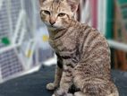 Kitten for Kind Home