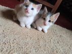 Kitten for Kind Home