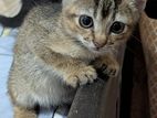 Kitten for Kind Home