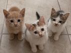 Kitten for Kind Home