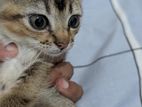 Kitten for Kind Home