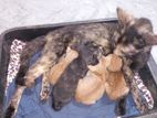 Kitten for Kind Home