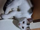 Kitten for Kind Home