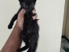 kitten for kind home