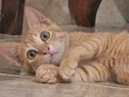 Kitten for Kind Home