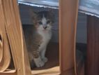 Kitten for Kind Home