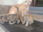 Kitten for Kind Home