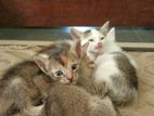 Kitten for Kind Home