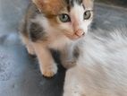 Kitten for Kind Home
