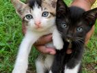 Kitten for kind home