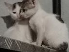 Kitten for kind home