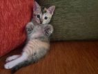 Kitten for kind home