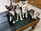Kitten for Kind Home