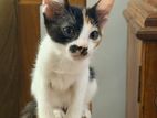 Kitten for Kind Home