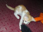 Kitten for Kind Home
