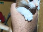 Kitten for Kind Home