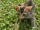 Kitten for Kind Home
